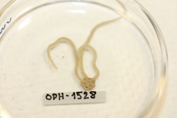 Media type: image;   Invertebrate Zoology OPH-1528 Description: Preserved specimen.;